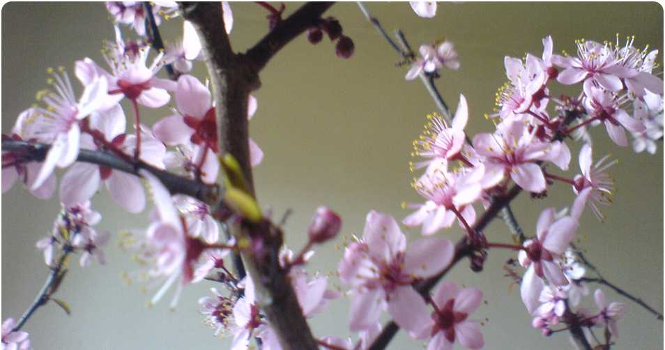 Blumen