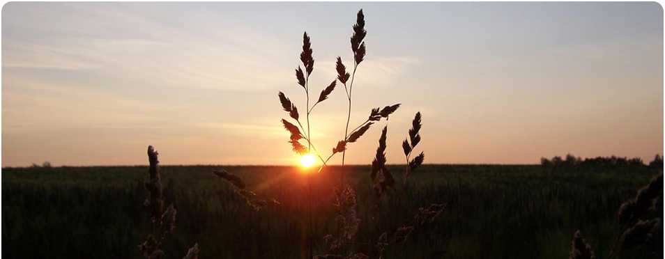 Die Sonne scheint durch die Gräser